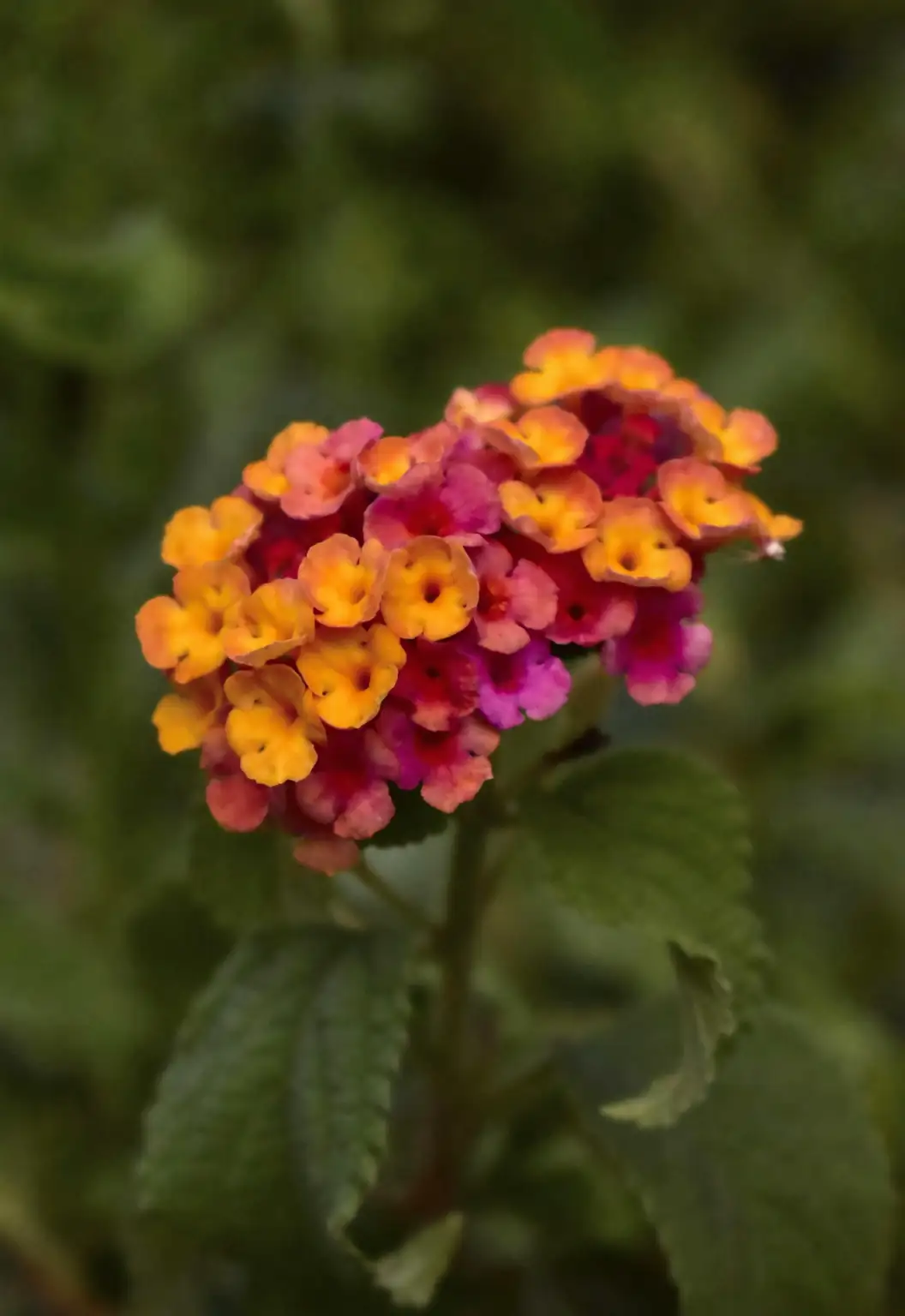 lantana camara flower color change