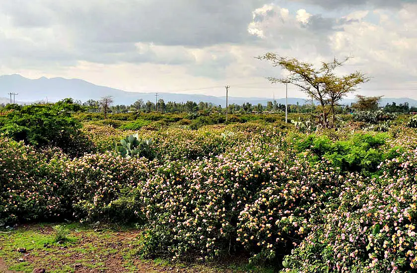 lantana camara invasive growth