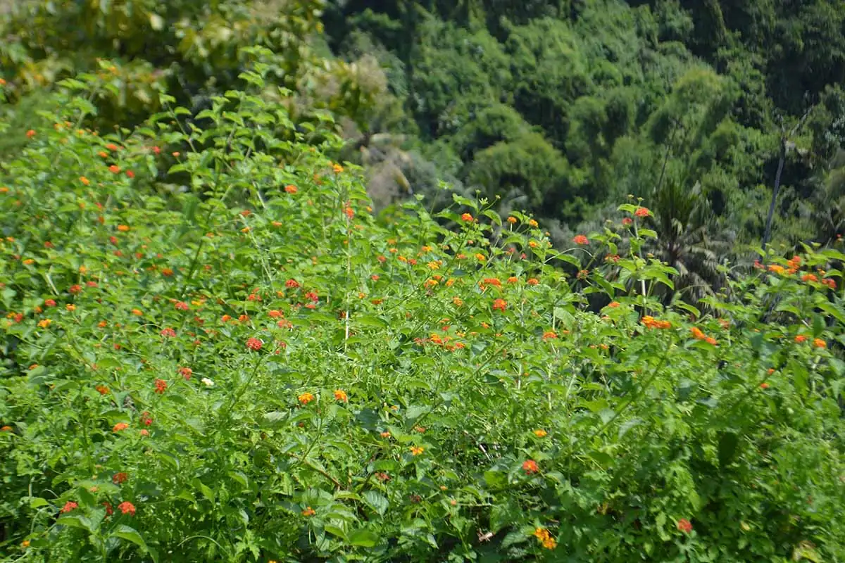 lantana camara growing in wild