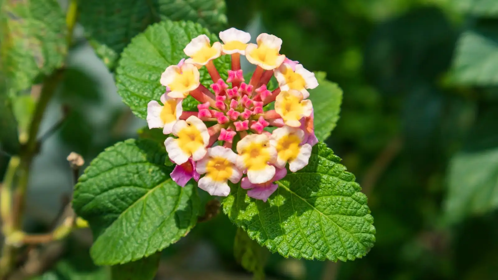 lantana camara garden sunlight