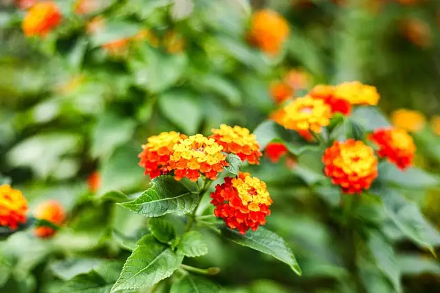 五色梅的花语解密：丰富多彩的生活启示