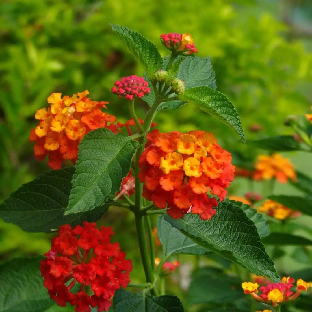 red lantana camara close-up