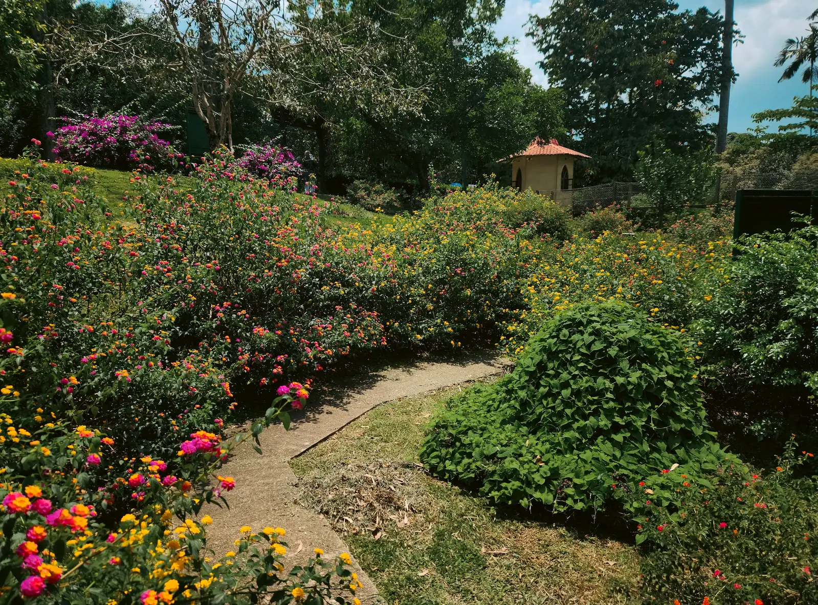 lantana camara in Chinese garden