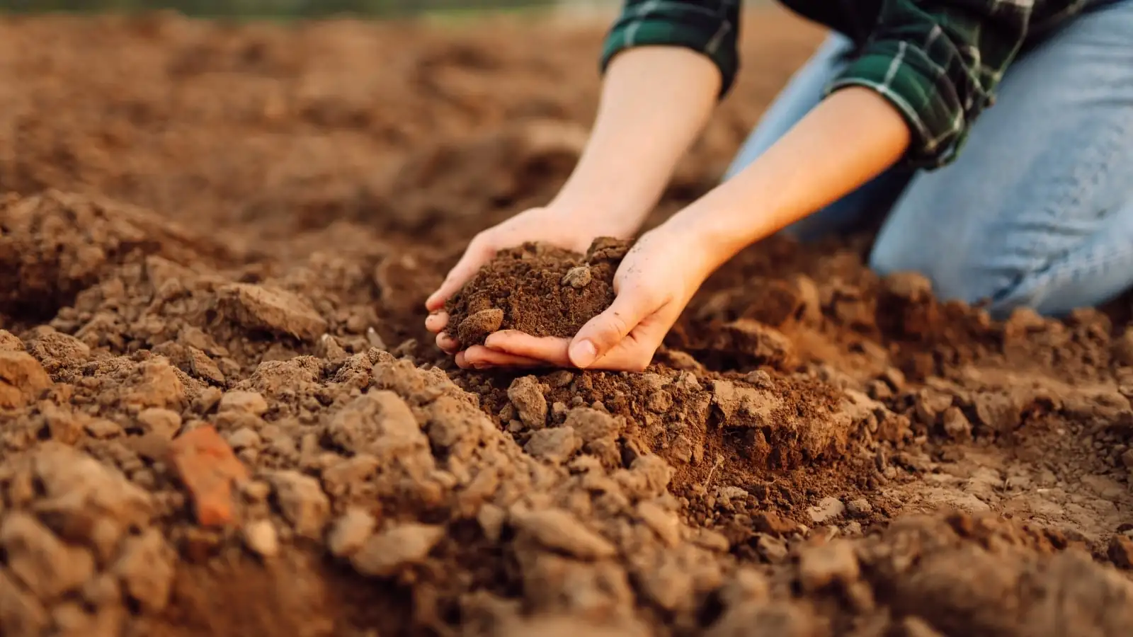 lantana camara soil watering hands