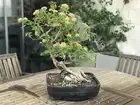 lantana camara indoor bonsai style