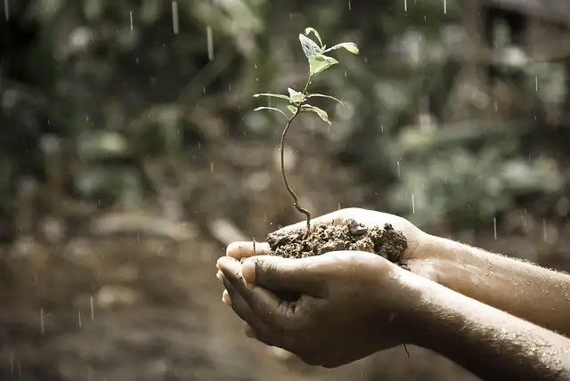 lantana pruning hands
