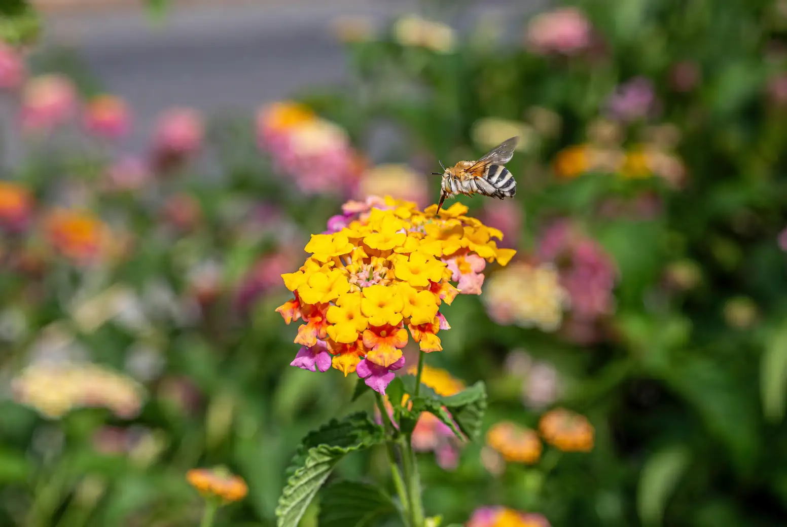 lantana summer watering