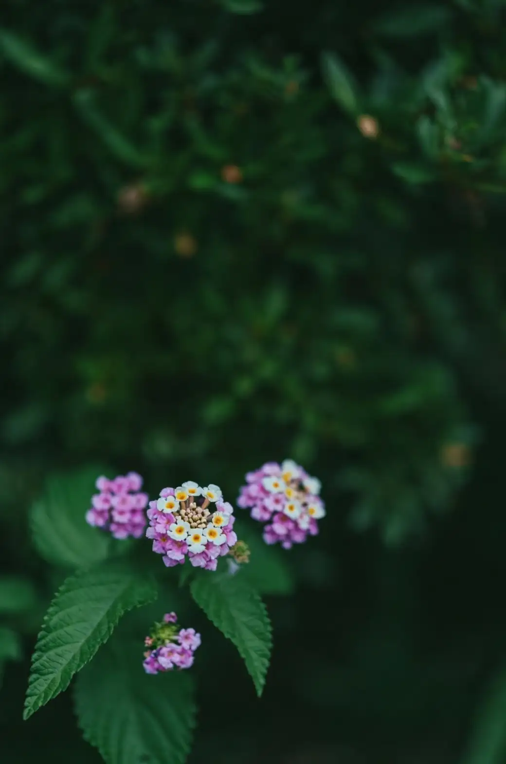 lantana autumn flowers
