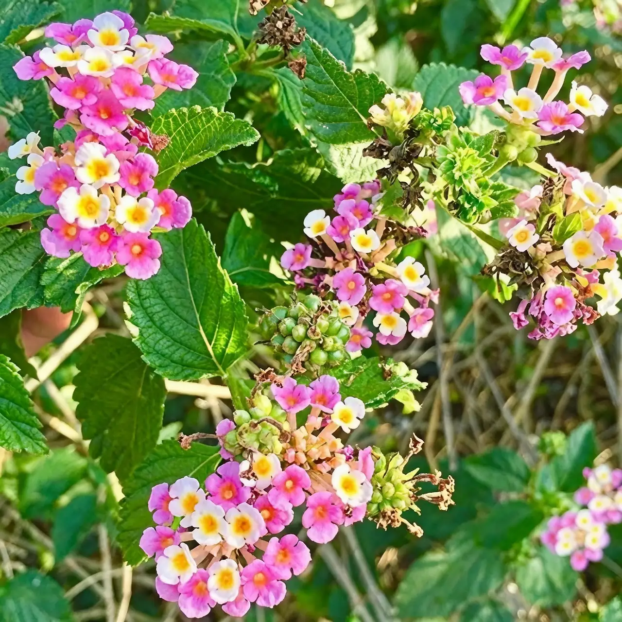 lantana camara medicinal use
