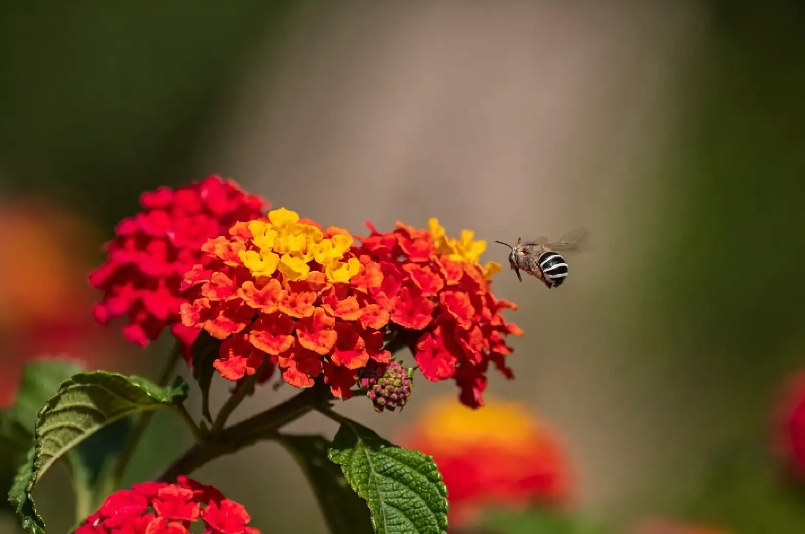 lantana camara sunlight exposure