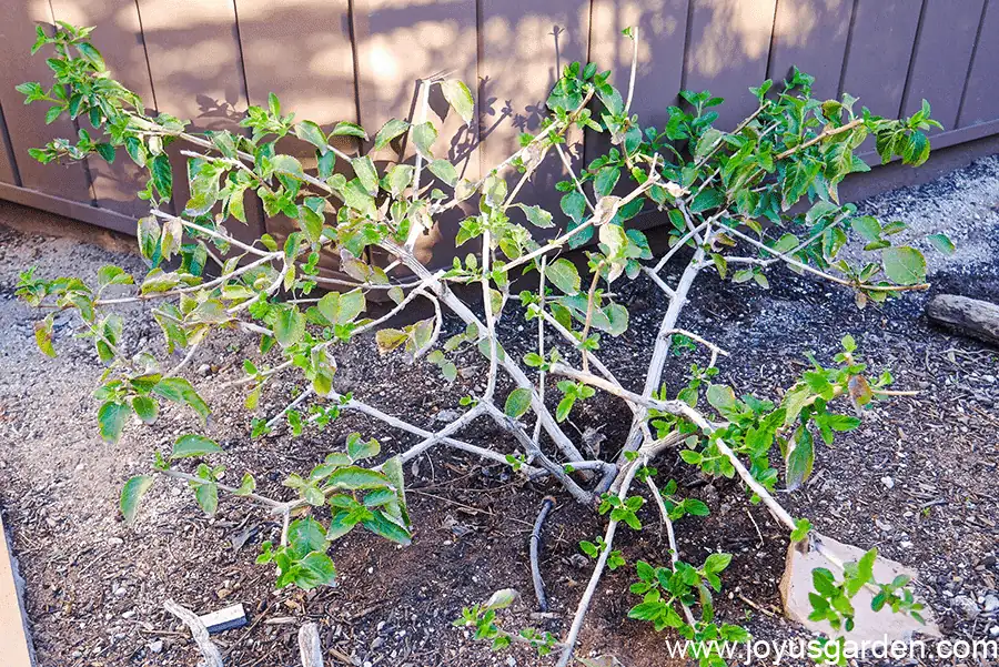 lantana camara pruning process