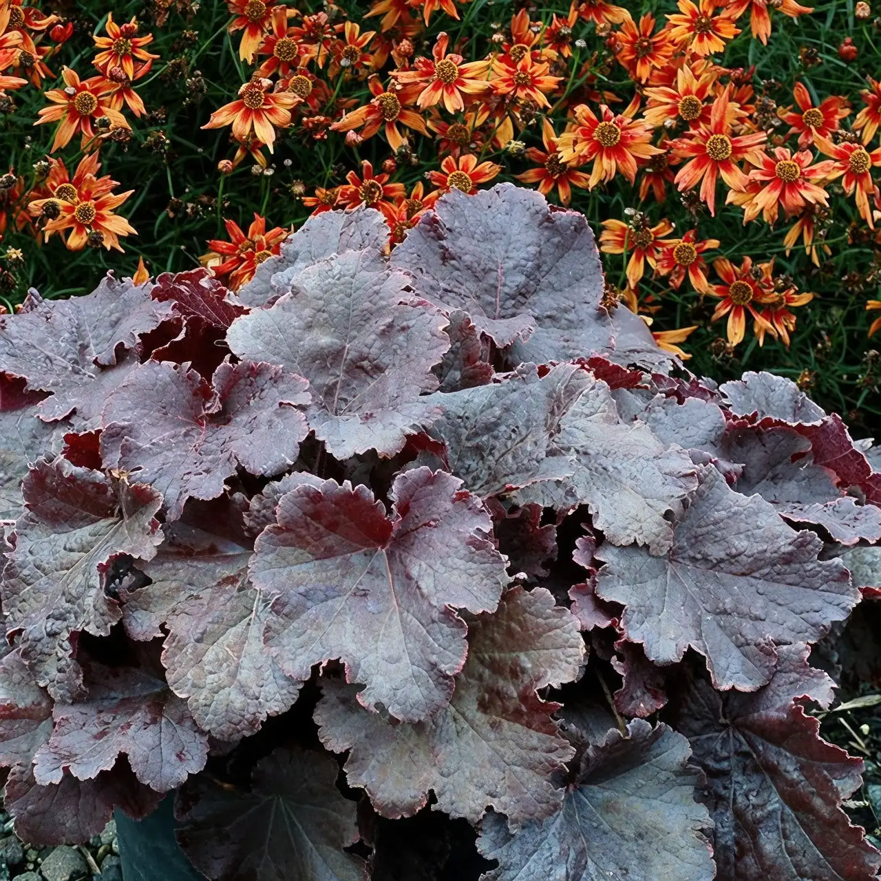coral bells sunlight exposure