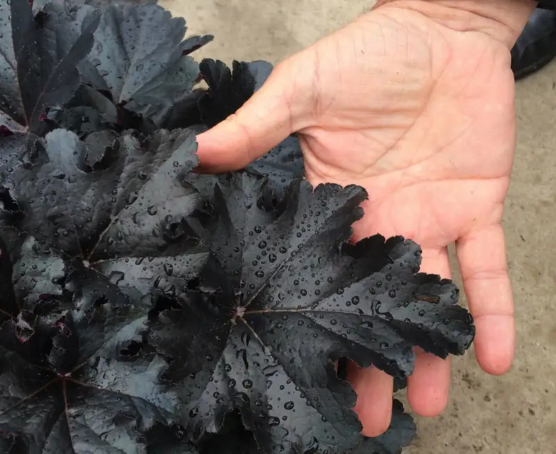 watering coral bells plant
