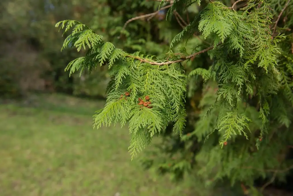 watering cypress tree