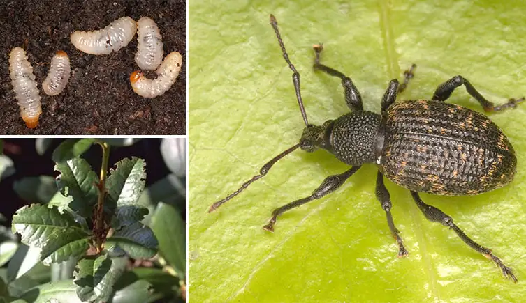 vine weevil on plant