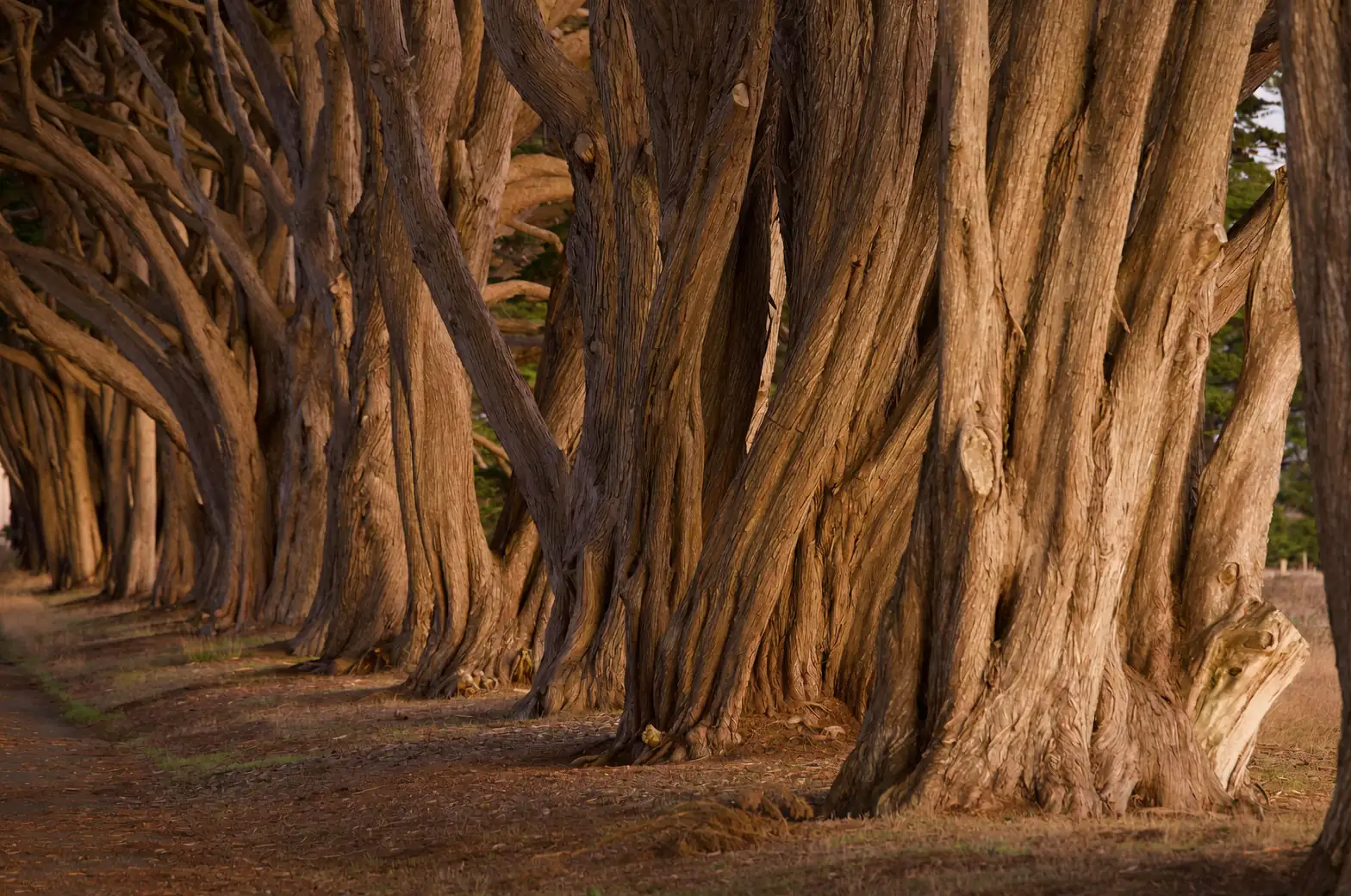 cypress tree in sunlight