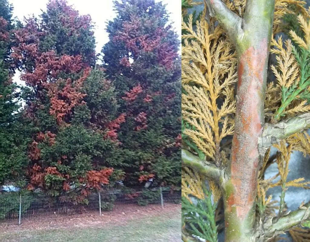cypress tree branch canker