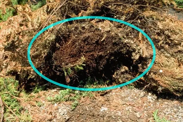 cypress tree root rot