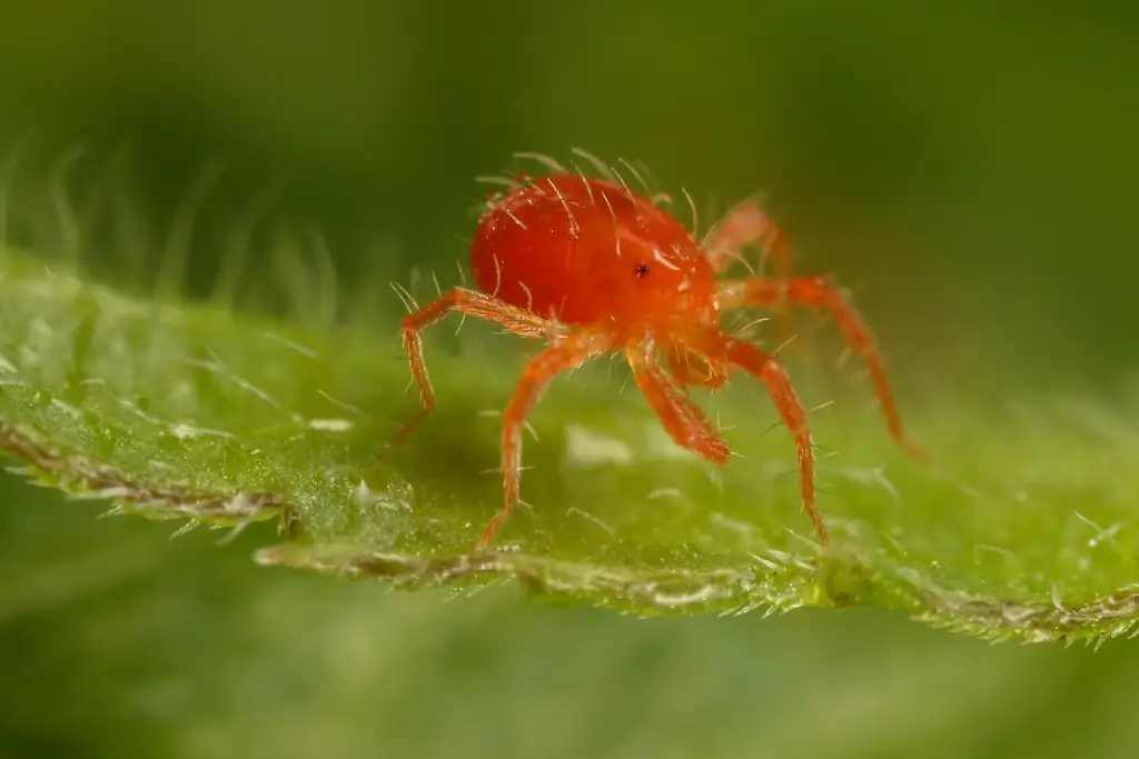cypress tree spider mite infestation