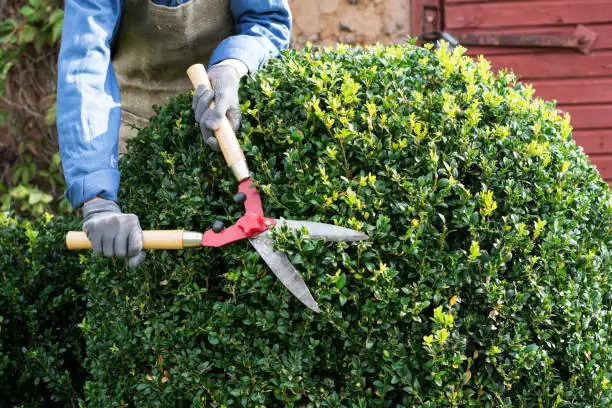 cypress tree pruning garden
