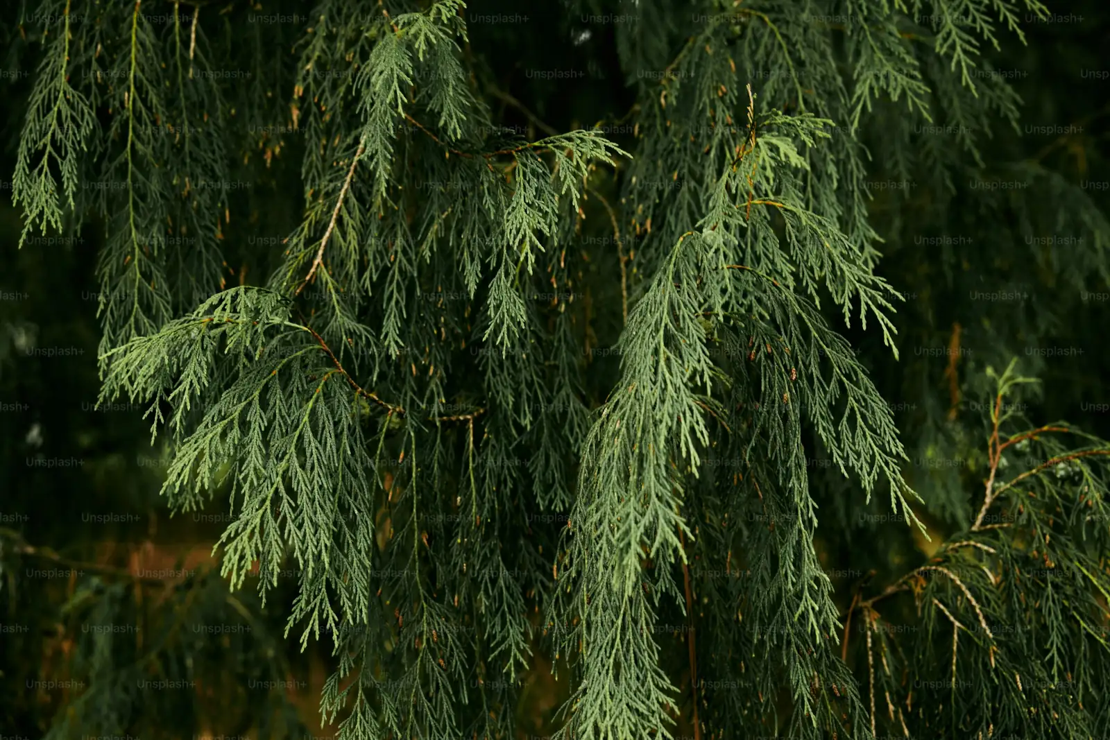 cypress tree close-up leaves