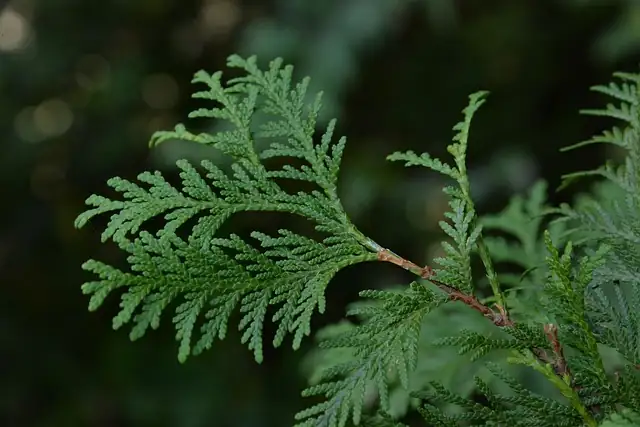 cypress leaves close-up waxy coating