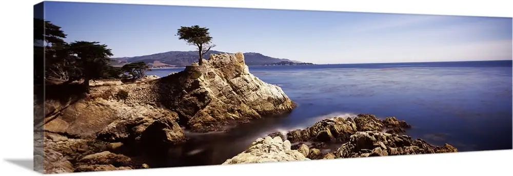 cypress tree growing on rocky cliff