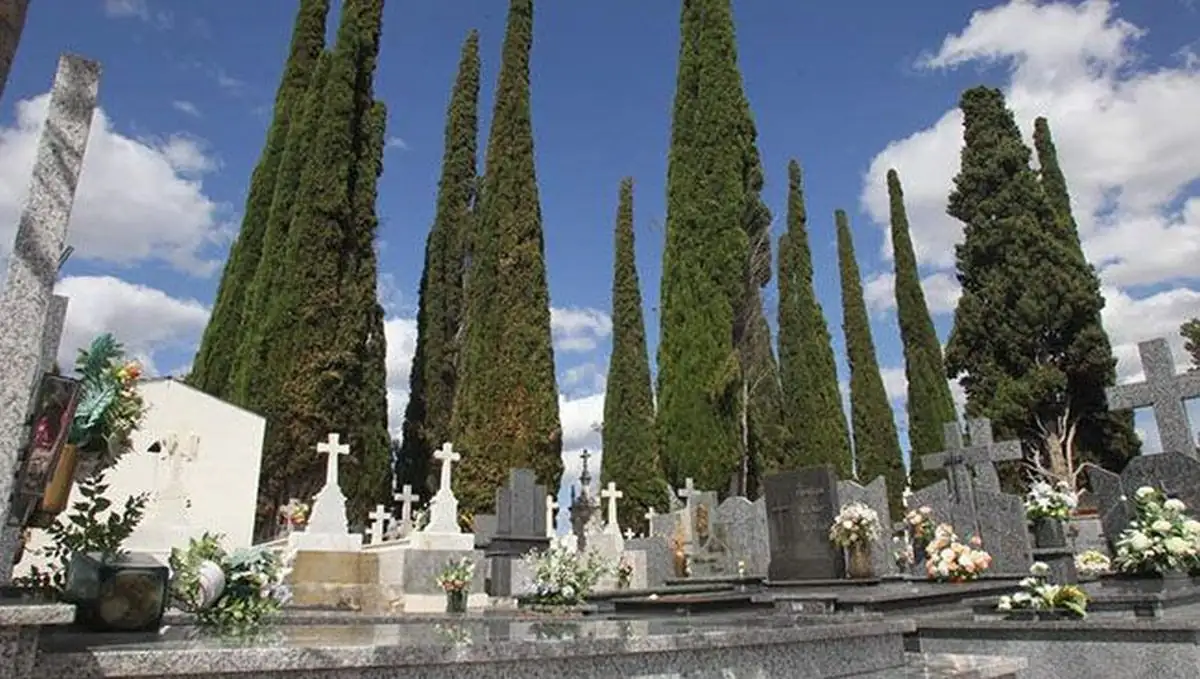 cypress tree in cemetery