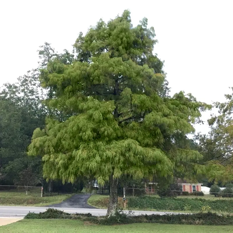 cypress tree as garden focal point