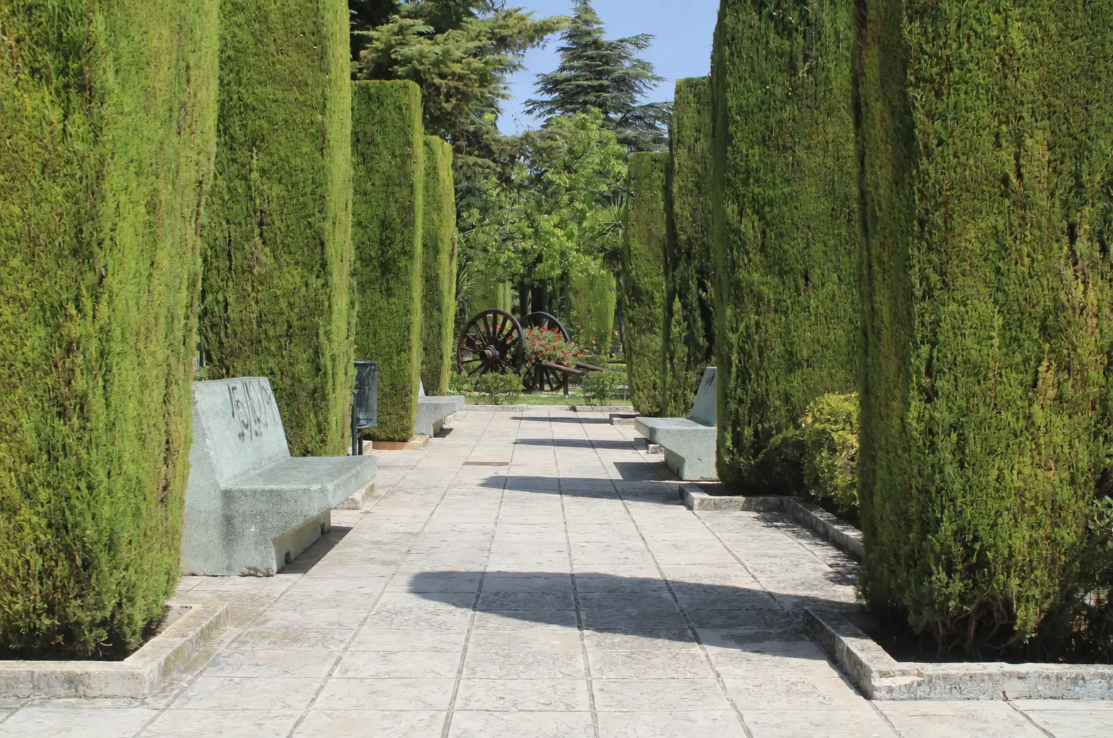 cypress trees lining a park path