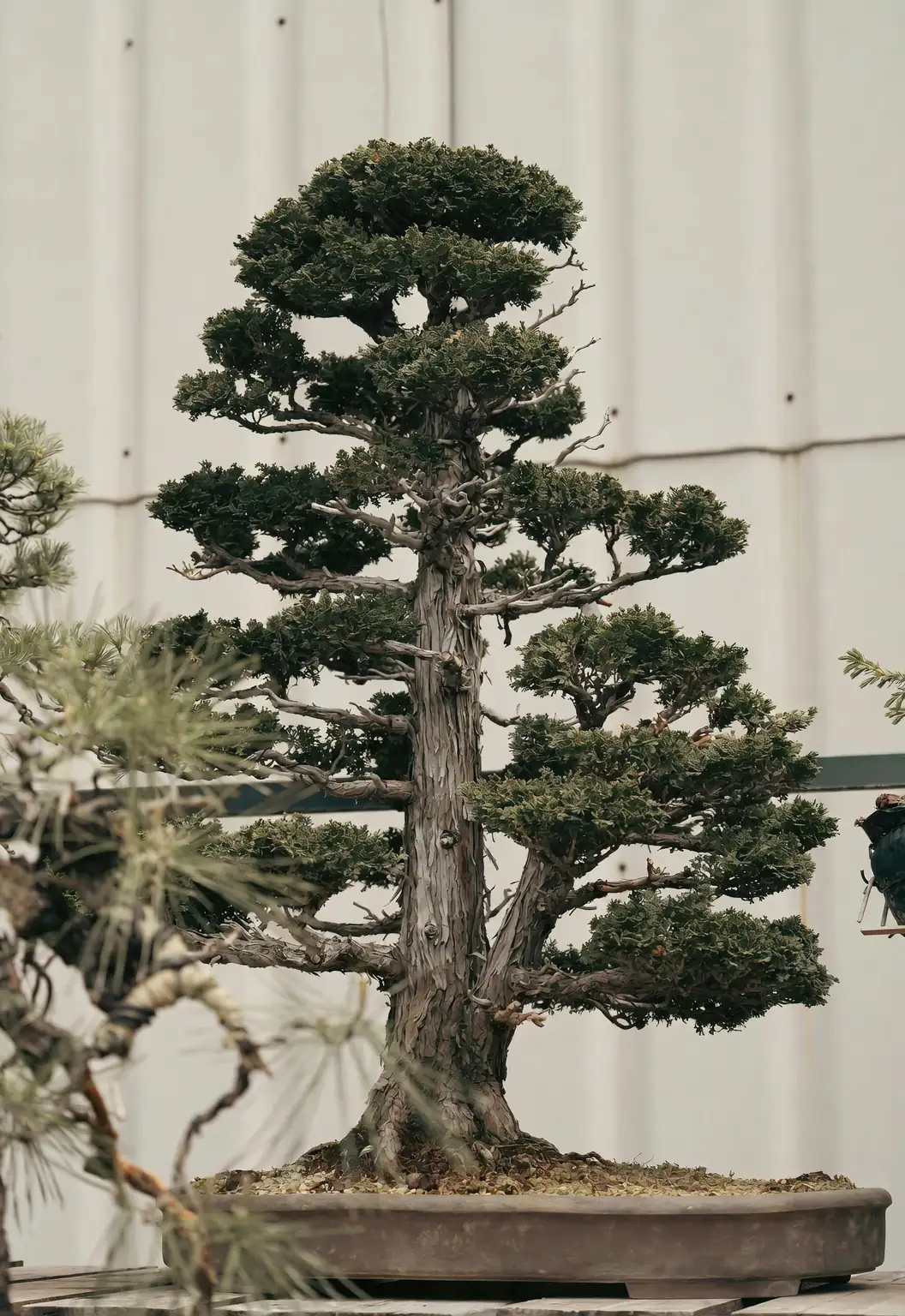 cypress bonsai tree close-up
