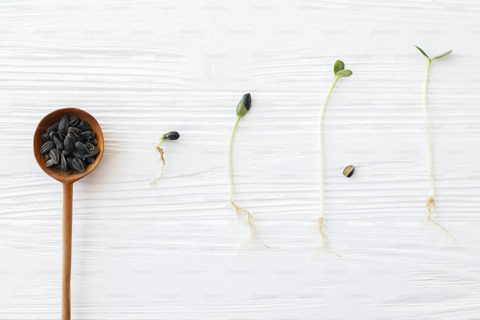 cypress seed germination process