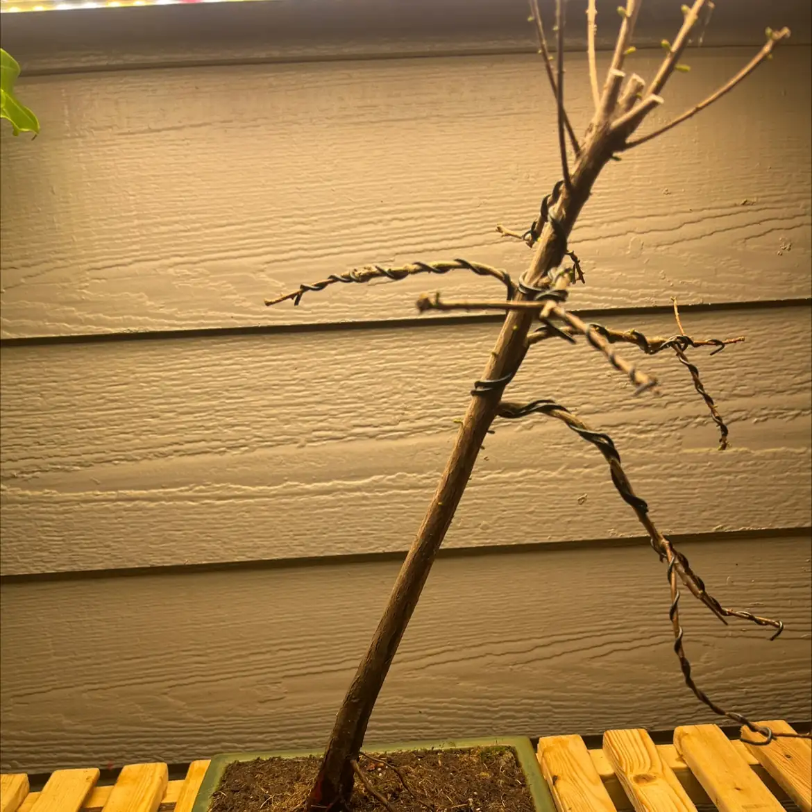 cypress cutting propagation
