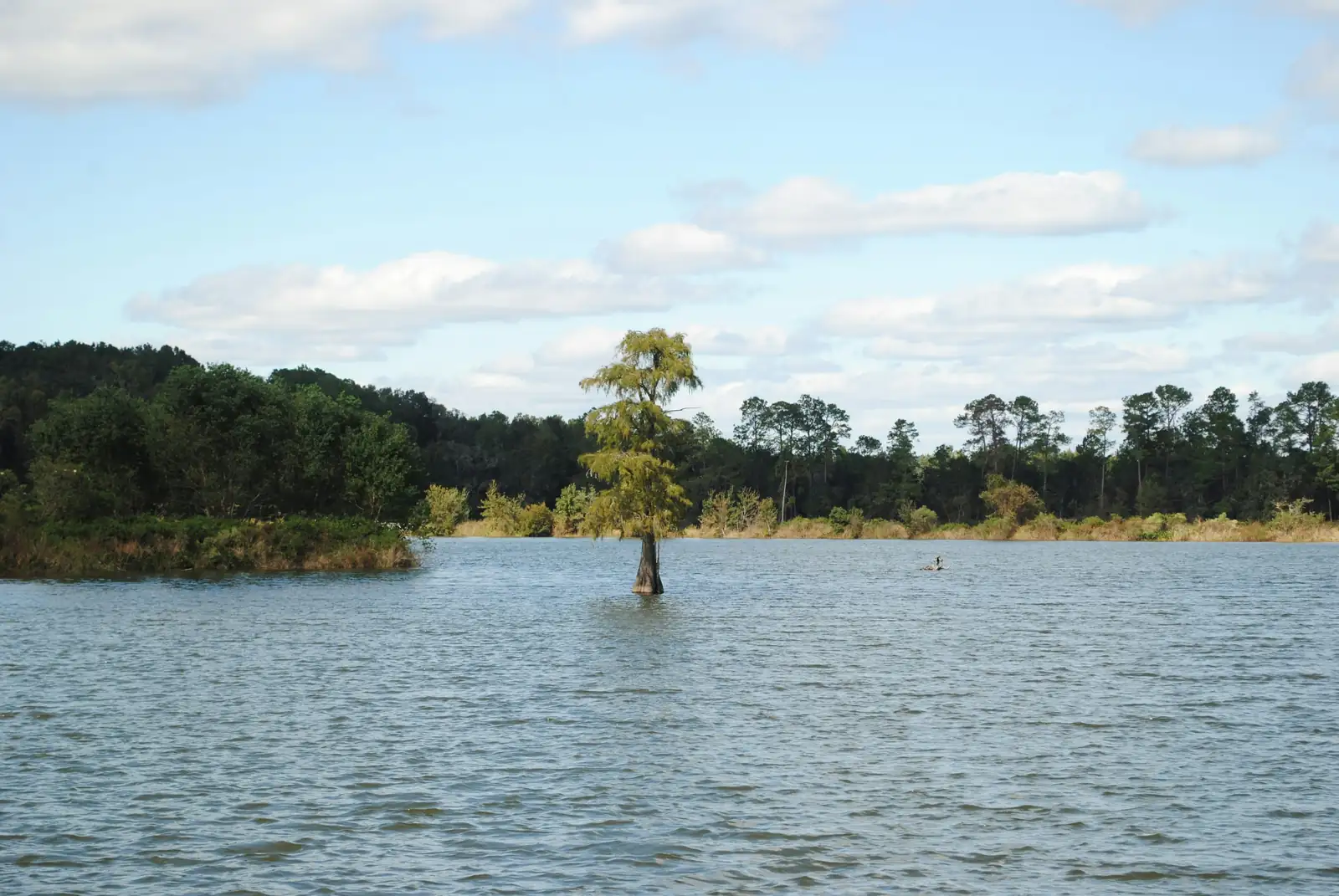 healthy cypress tree care