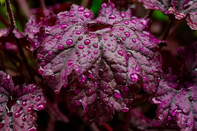 coral bells leaves close-up