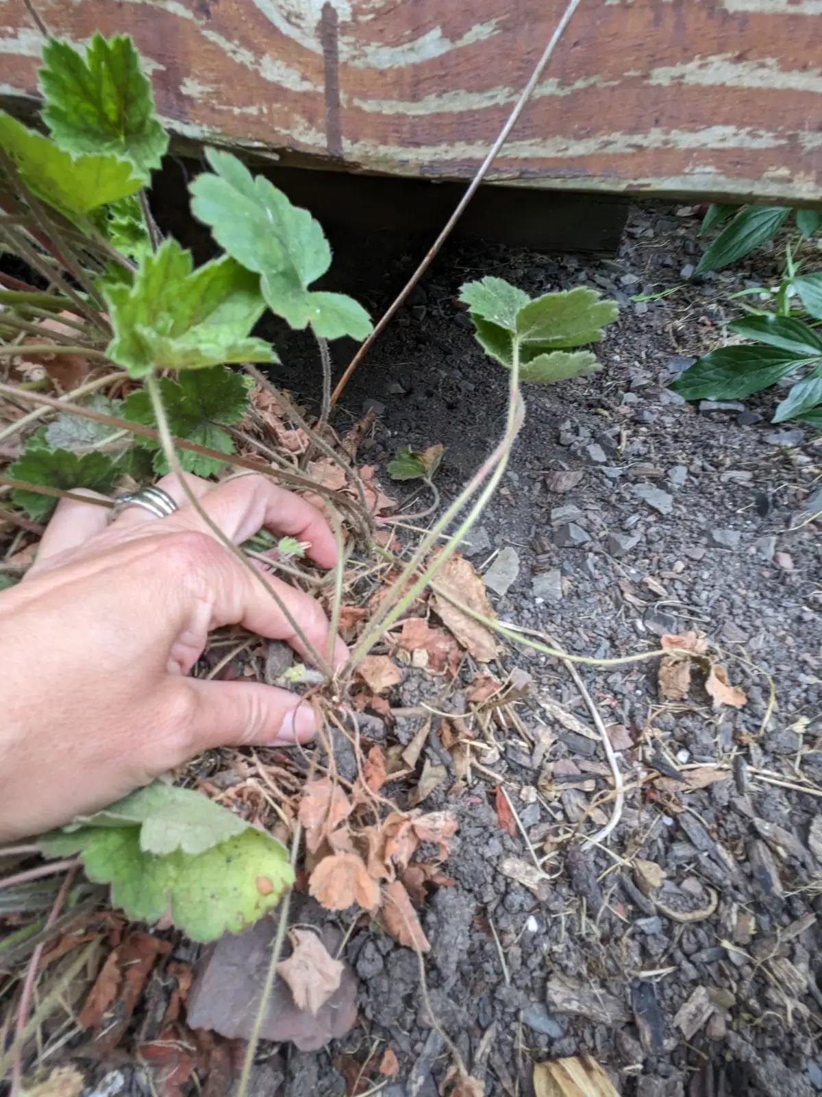 coral bells propagation division
