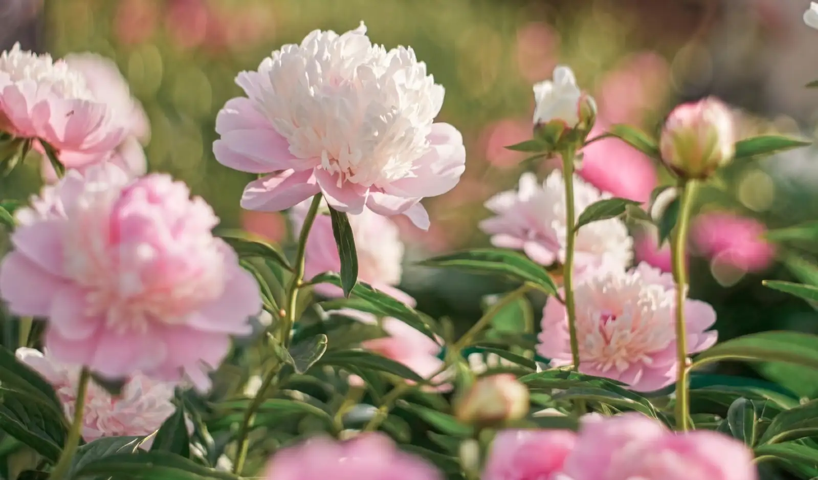 peony plant sunlight exposure