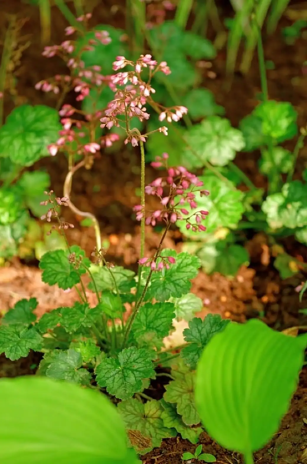 coral bells in garden setting