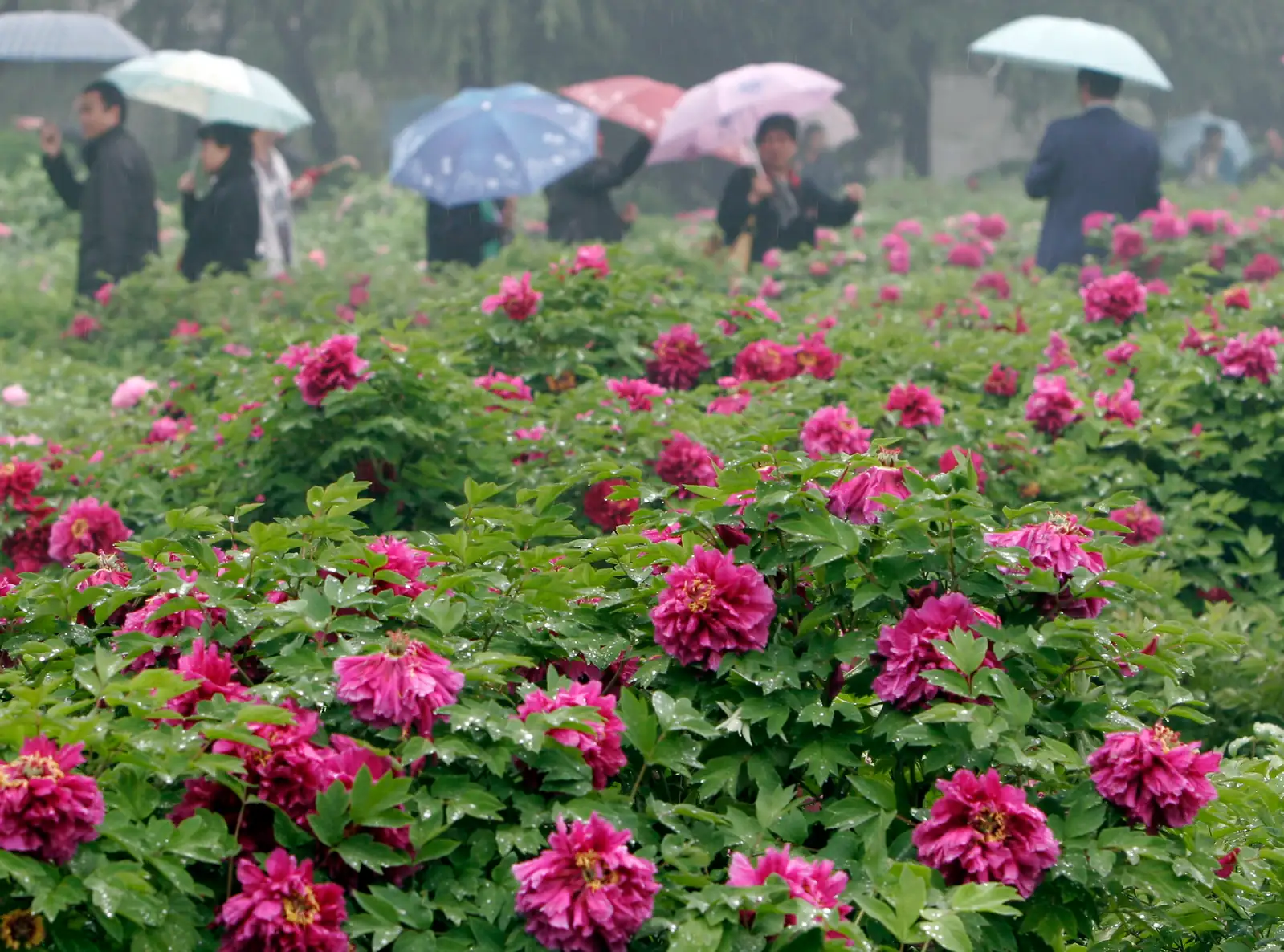 peony field Luoyang spring