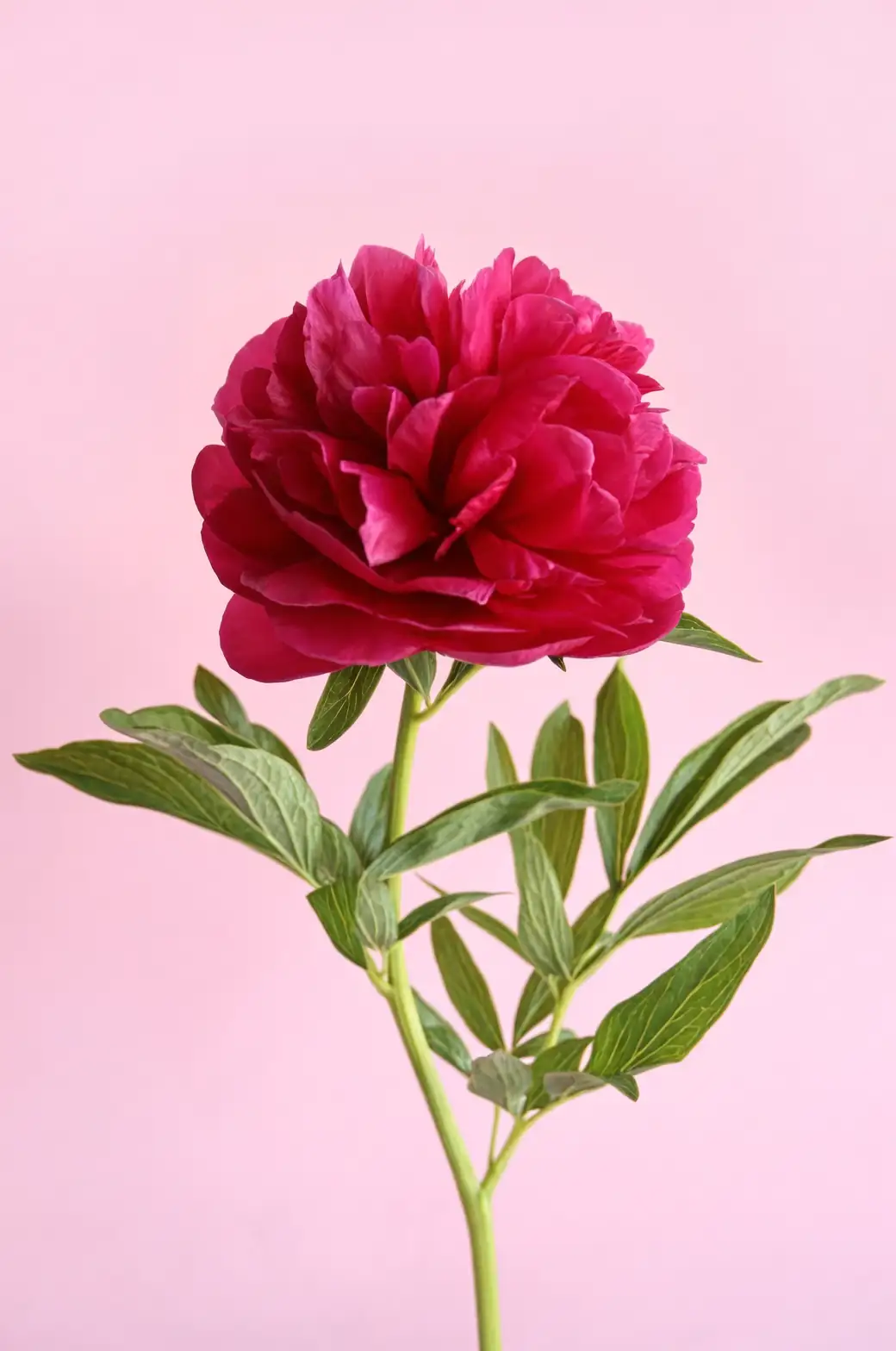 red and white peony close-up