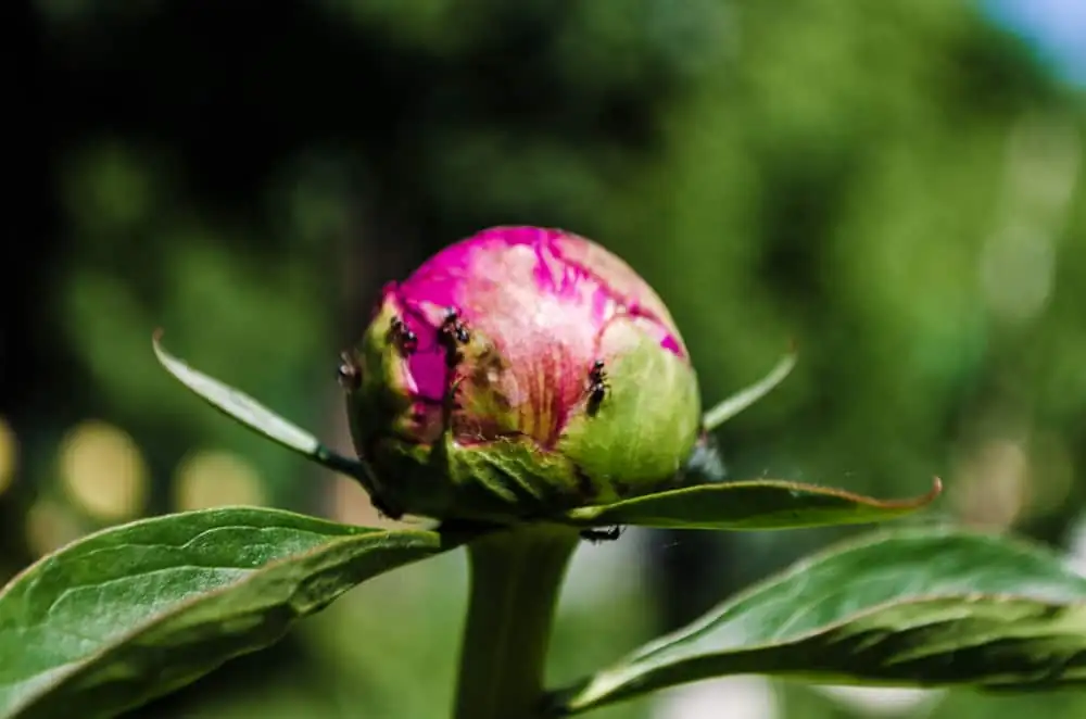 peony bud with ants