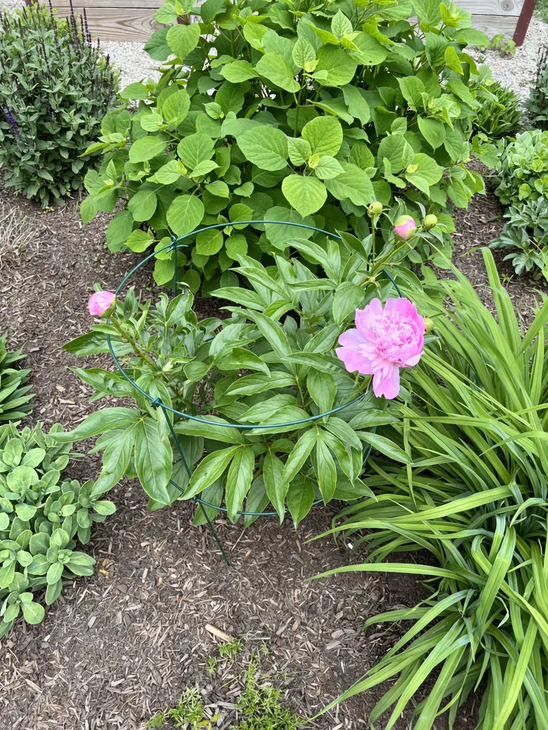 peony care tips garden