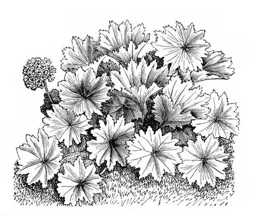 historical illustration coral bells