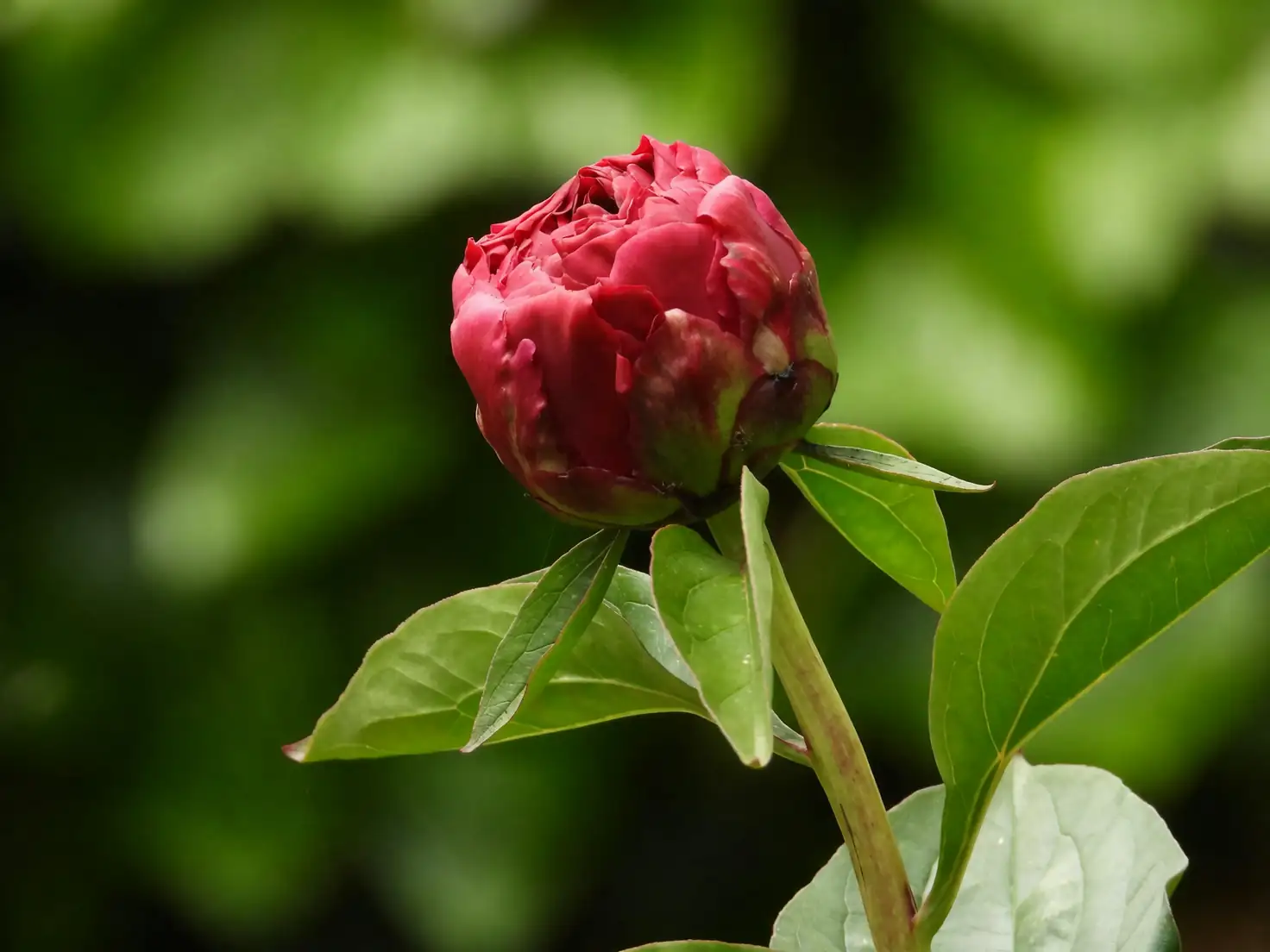 red peony close-up