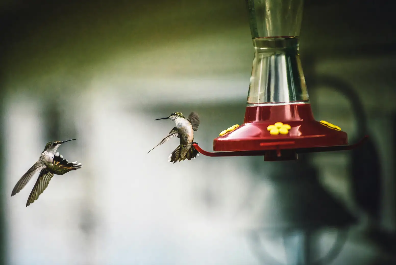 coral bells attracting hummingbirds