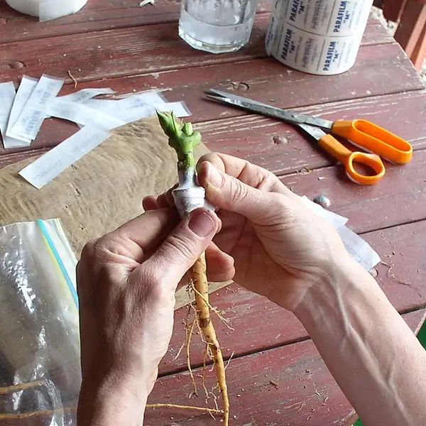 peony grafting technique