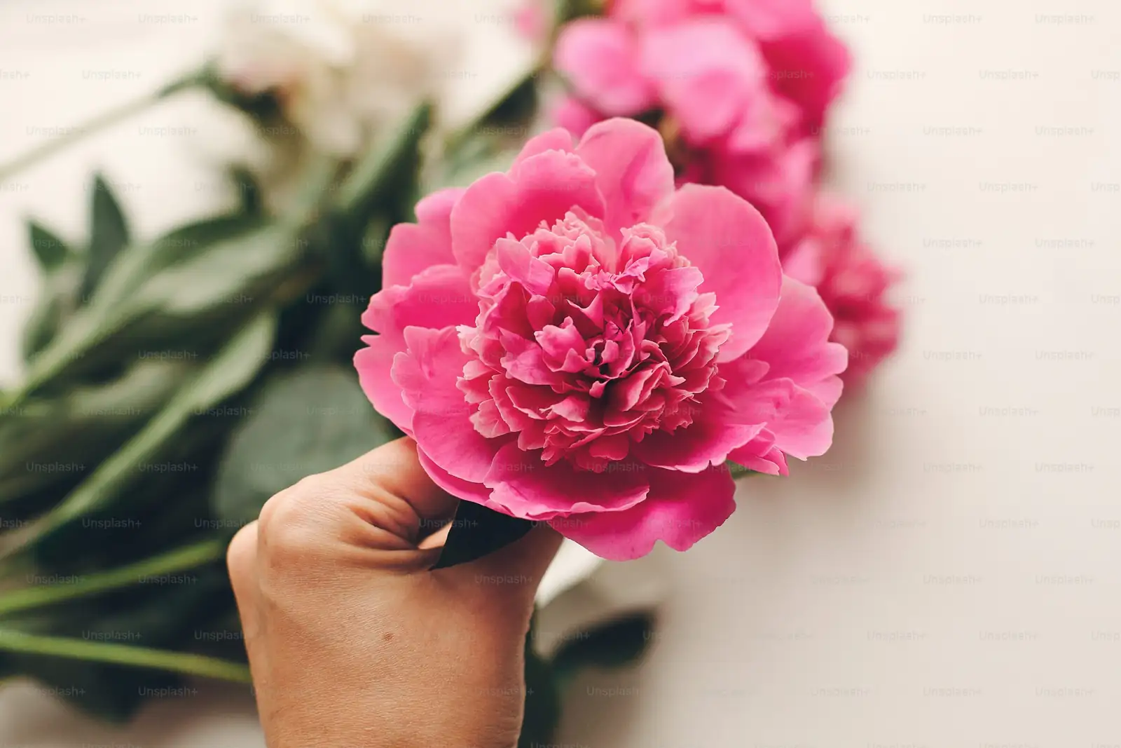 peony care tips