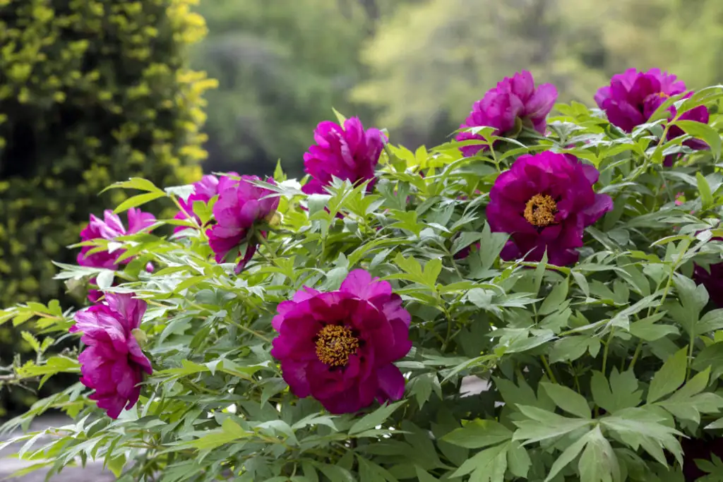 peony with pine trees