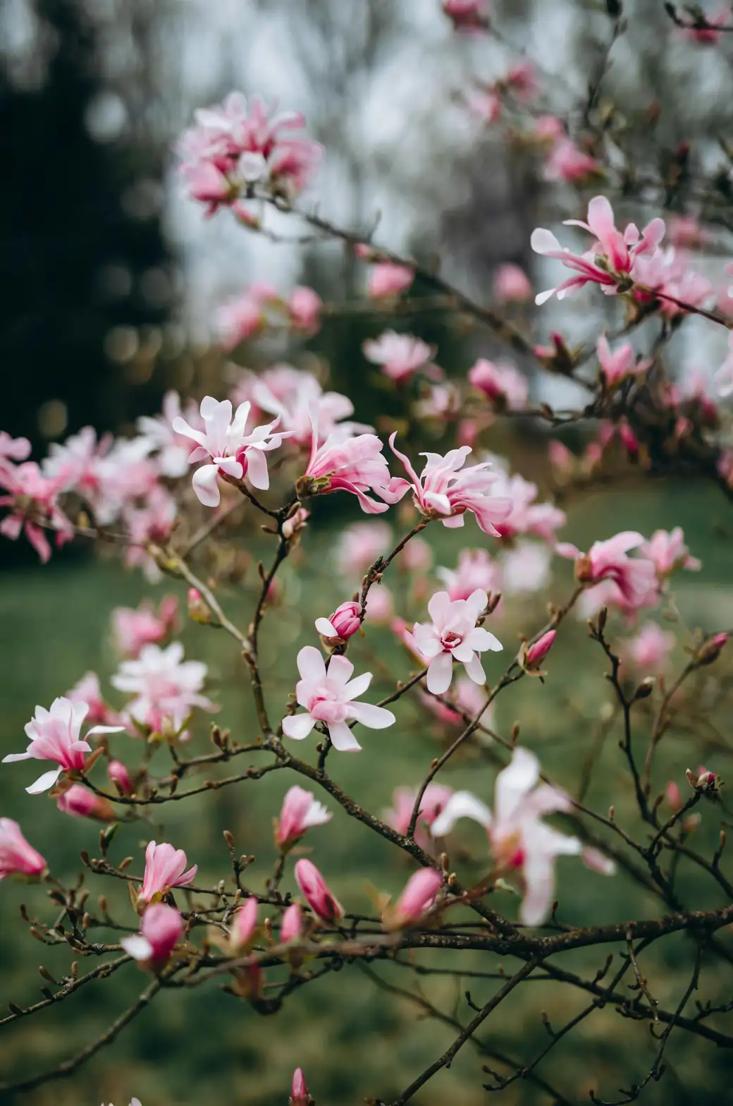 peony with magnolia blossoms