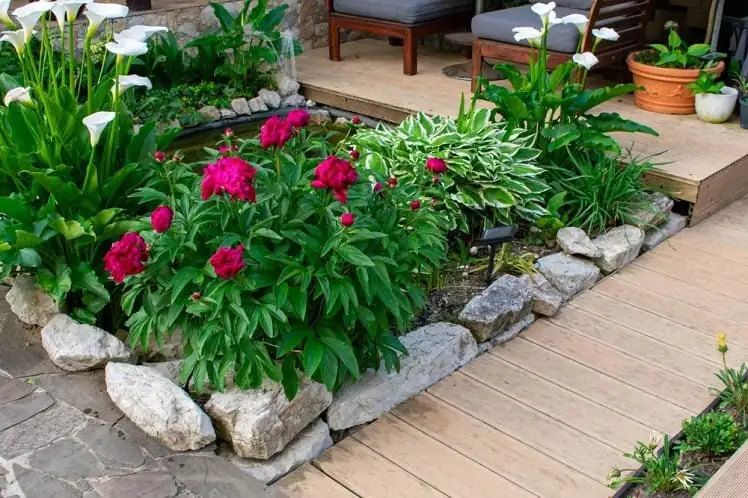peony by garden pond